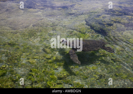 Le Galapagos tartaruga verde, Galapagos turtle rock, Galapagos tartaruga di carne, Pacific tartaruga verde (Chelonia Mydas agassisi), nuoto Foto Stock