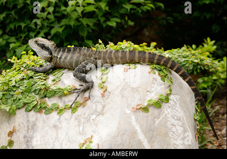 Acqua cinese Lizard crogiolarsi sulle rocce Foto Stock