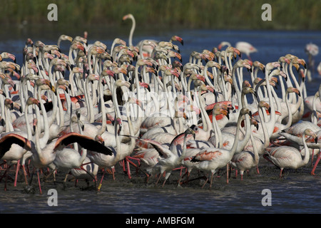 Fenicottero maggiore (Phoenicopterus ruber), gregge, camminare in acqua, Francia, Camargue Foto Stock