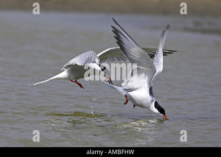 Tern comune (Sterna hirundo), coppia, bere durante il volo, Paesi Bassi, Texel Foto Stock