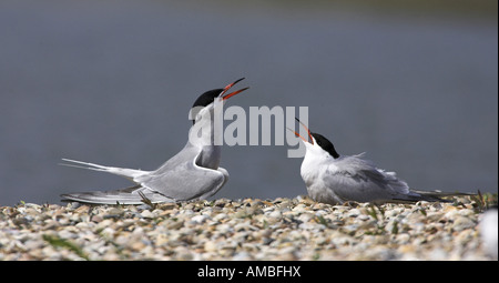 Tern comune (Sterna hirundo), coppia, saluto al nido, Paesi Bassi, Texel Foto Stock