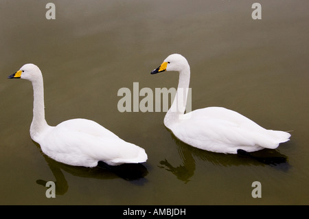 Due cigni nuotano in un lago. Foto Stock