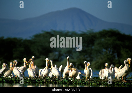 Un gregge di pellicano bianco Foto Stock