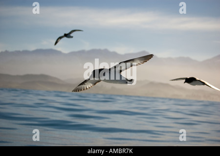 Cape procellarie (Daption capense capanse) Kaikoura Nuova Zelanda Foto Stock