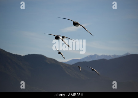 Cape procellarie (Daption capense capanse) Kaikoura Nuova Zelanda Foto Stock