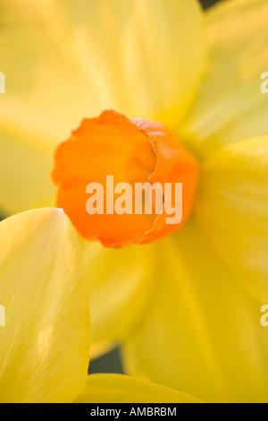 Chiusura del singolo fiore Daffodil Foto Stock