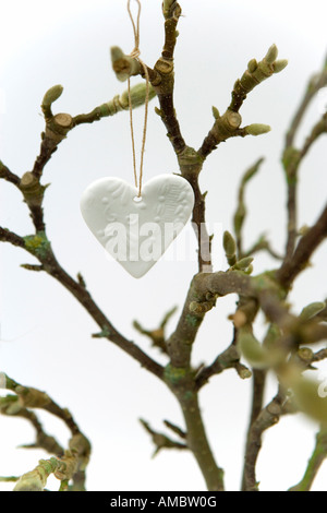 Albero di Magnolia filiali in inverno Foto Stock