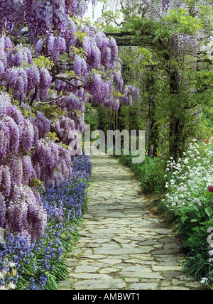 Cinese / glicine Wisteria sinensis Foto Stock