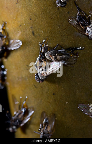 Un fly trap utilizzato per la cattura di mosche che pendono verso il basso e le mosche sono attratti bloccarsi su di esso e poi morire di volare Foto Stock