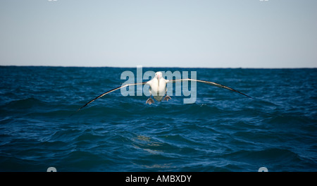 Gibson Albatro errante (Diomedea exulans) Kaikoura Nuova Zelanda Foto Stock