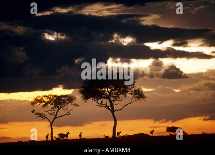 Massai Mara - Kenya - sunrise Foto Stock