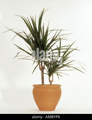 Madagascar dragon tree / dracaena marginata Foto Stock