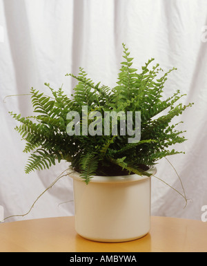 Boston Fern / Nephrolepis exaltata Foto Stock