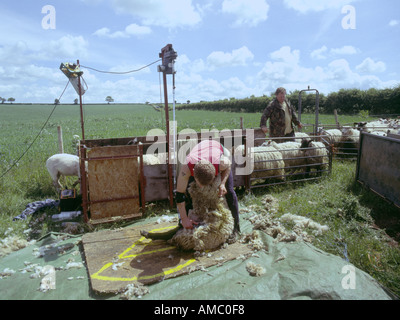 Un contratto pecore shearer in un duro lavoro in Lincolnshire Wolds Foto Stock