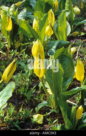 Skunk cavolo / Lysichiton americanum Foto Stock