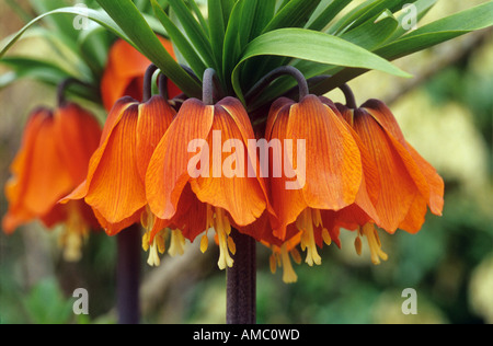 Crown imperial / Fritillaria imperialis Foto Stock