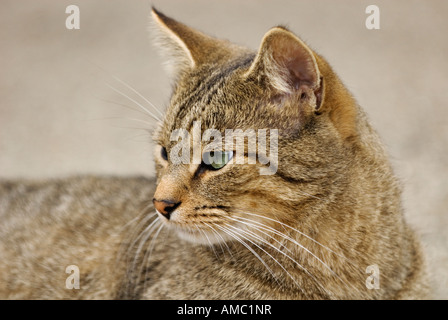 Close-up di grigio Tabby Cat Foto Stock