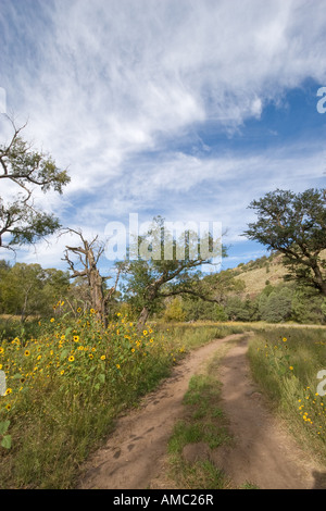 Strada sterrata, alberi e fiori in un Gila National Forest inferiore Canyon Nero campeggio nel sud del Nuovo Messico. Foto Stock