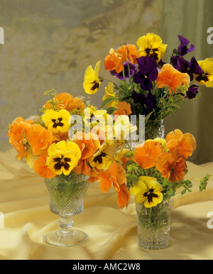 Profumo : pansies Foto Stock