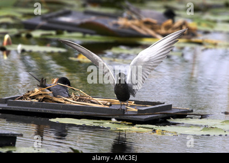 Black Tern (Chlidonias niger), coppia su un allevamento galleggiante, Paesi Bassi, Frisia Foto Stock