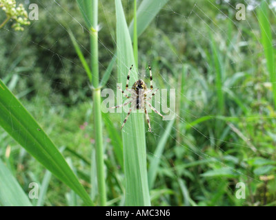 Femmina giardino comune spider (Araneus diadematus) nel centro della sua orb web, Norfolk Broads Foto Stock