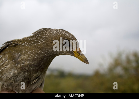 Voltolino (Porzana porzana), ritratto Foto Stock