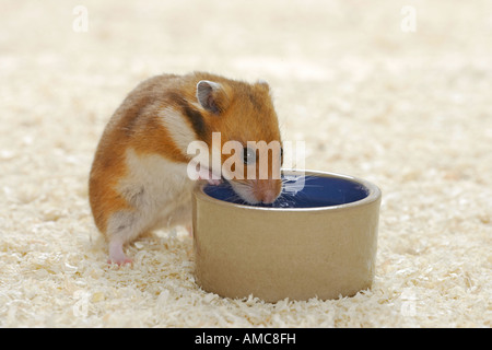 Criceto dorato (mesocricetus auratus) di mangiare da un piatto Foto Stock