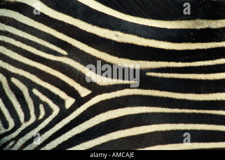 Close Up di Grevy di strisce della zebra Foto Stock