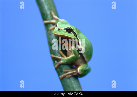 Rana di albero Foto Stock