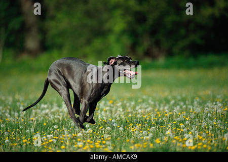Alano in esecuzione Foto Stock