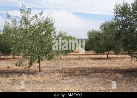 Giovani alberi di olivo in righe convergenti a nord est della Victoria Australia Foto Stock