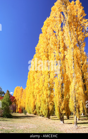 Incandescente pioppo in autunno, Canyon a piedi accanto al fiume forni, luminoso, North East Victoria, Australia Foto Stock