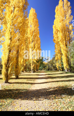 Incandescente pioppo in autunno, Canyon a piedi accanto al fiume forni, luminoso, North East Victoria, Australia Foto Stock