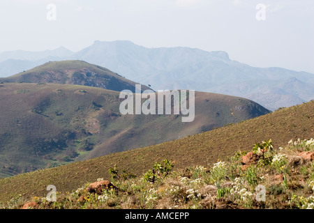 Fiori Selvatici sull altopiano Nyika NP Foto Stock