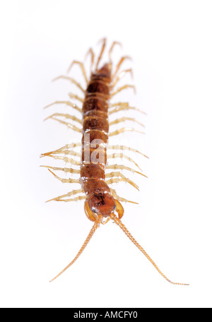 Centipede Lithobius forficatus Foto Stock