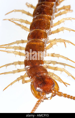 Centipede Lithobius forficatus Foto Stock