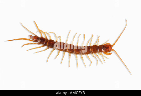 Centipede Lithobius forficatus Foto Stock