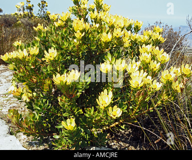 Città del Capo SUD AFRICA Ottobre Rosa coccarda fiore albero Leucadendron tinctum Fynbos sulla cima della montagna della tavola Foto Stock