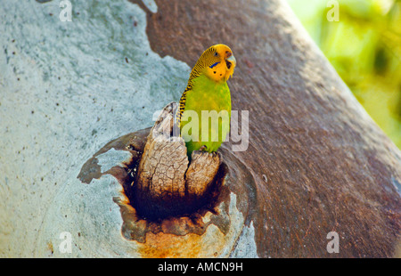 Budgerigar Australia Foto Stock