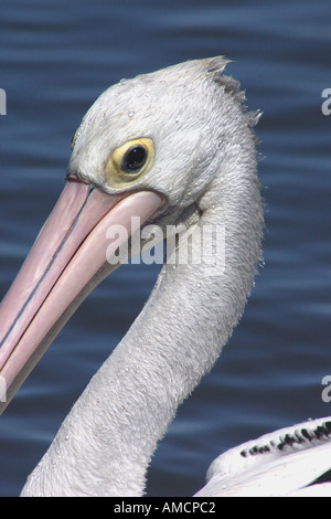 PELICAN NUOTO GOLDEN BEACH Sunshine Coast di Queensland in Australia Foto Stock