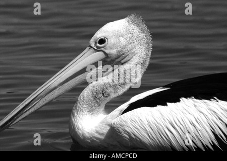 PELICAN NUOTO GOLDEN BEACH Sunshine Coast di Queensland in Australia Foto Stock