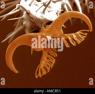 Una micrografia al microscopio elettronico a scansione di un piede di Drosophila tipo selvatico, ingrandite x975. Foto Stock