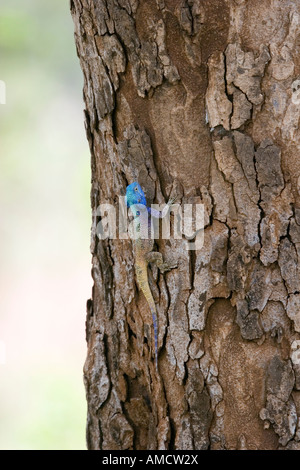 A testa azzurra tree AGAMA SA Foto Stock