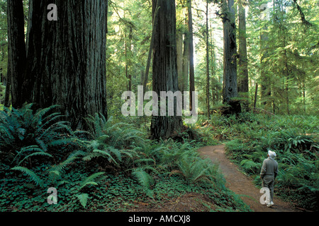 Elk241 1991 California Jedediah Smith Redwoods State Park Stout Grove redwood forest Foto Stock