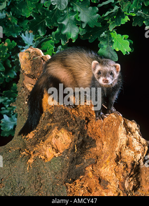 Polecat Mustela putorius sul log Foto Stock