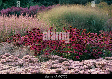 Erbe Pensthorpe Sedum Echinacea Foto Stock