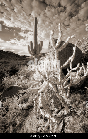 Ocotillo & cactus Saguaro a infrarossi Foto Stock