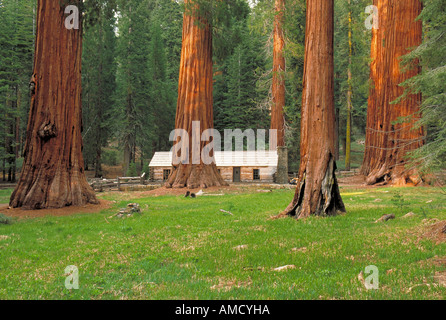 Elk274 3632 California il Parco Nazionale di Yosemite Mariposa Grove Grove superiore sequoie giganti con Mariposa Grove Museum Foto Stock