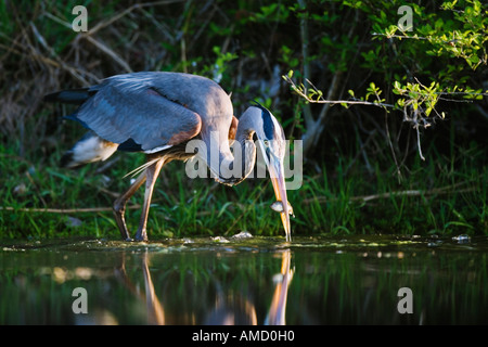 Airone blu la pesca Foto Stock