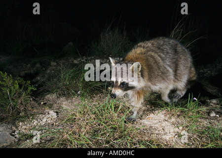 Raccoon di notte Foto Stock